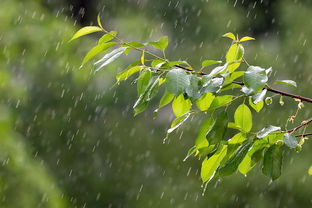 明天雨的天气预报，如何应对雨天带来的挑战与机遇